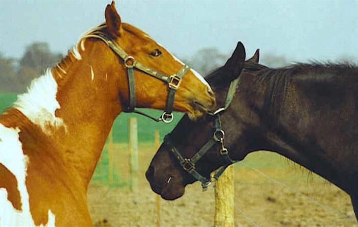 Pinto Pegasus   afdød :( - 2 år gammel. Favorit leg nr 1. Grimeleg med Zeus billede 17