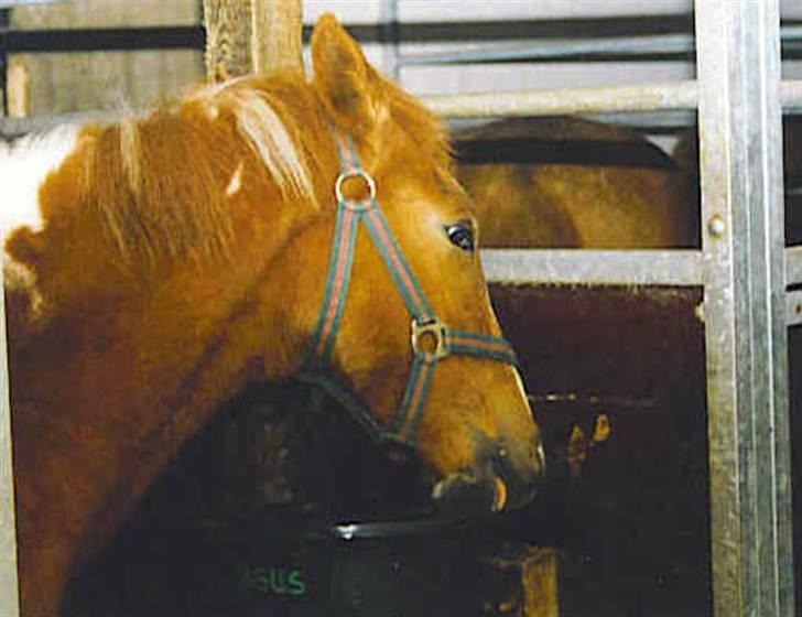 Pinto Pegasus   afdød :( - knap 1 år gammel billede 18