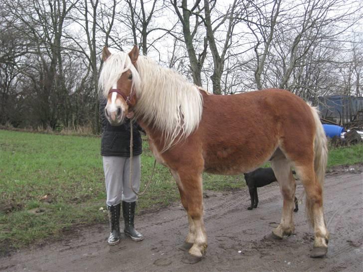 Haflinger Blue Star (BS) - 051209 <3 billede 1