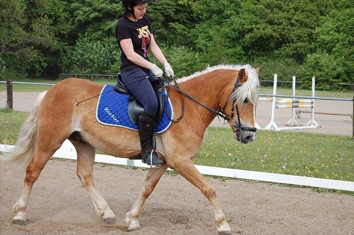 Haflinger Blue Star (BS) - Min pony kan flytte fusserne (-: 120511 <3 billede 2