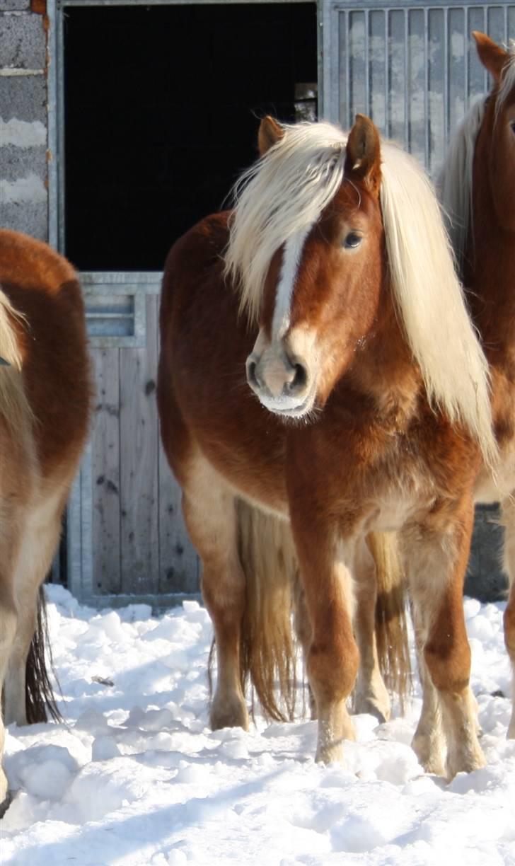 Haflinger Blue Star (BS) - 210210 <3 billede 3