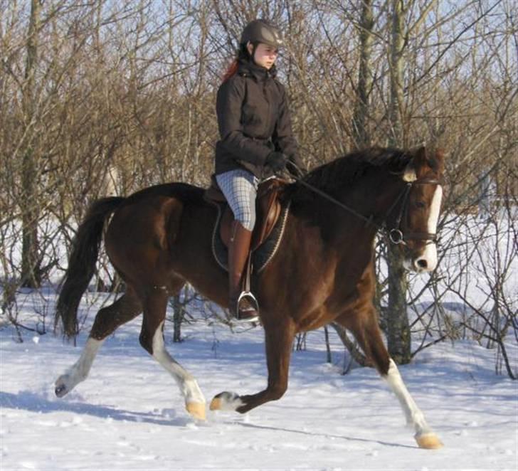 DSP La Rosa billede 1