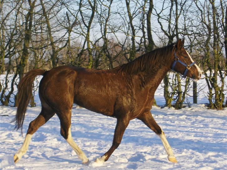 DSP La Rosa billede 2