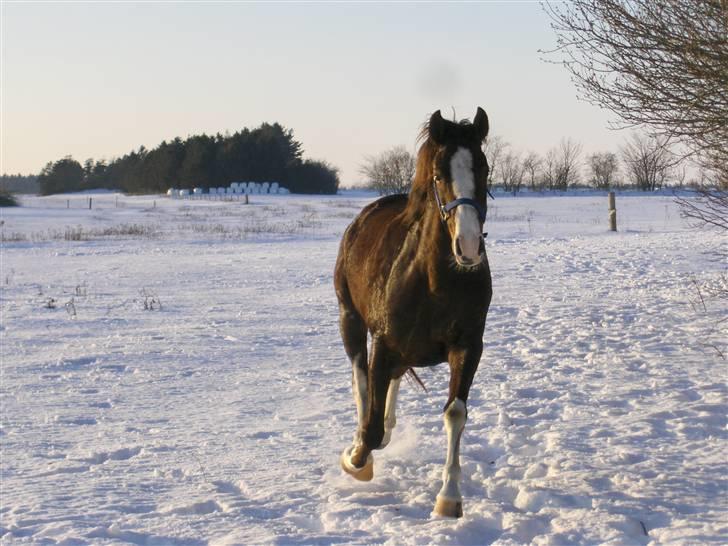 DSP La Rosa billede 3