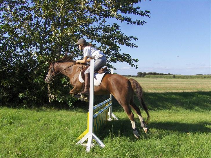 DSP La Rosa billede 6