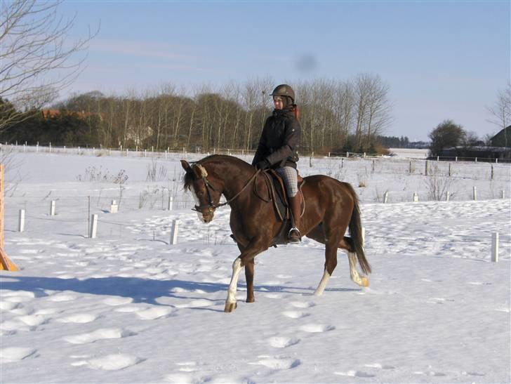 DSP La Rosa billede 7