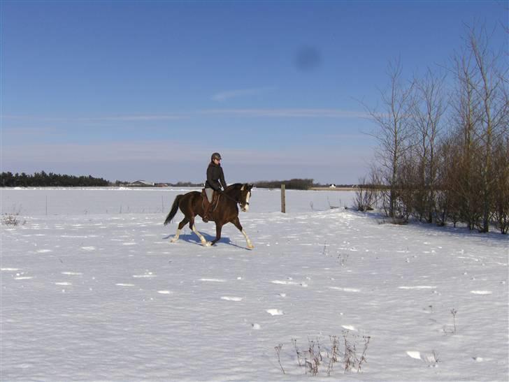 DSP La Rosa billede 9