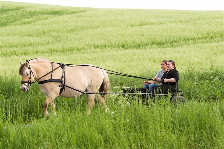 Fjordhest Pyrus R.I.P. :'( - 6/6 2010 Anden gang Pyrus går for vogn!  billede 15