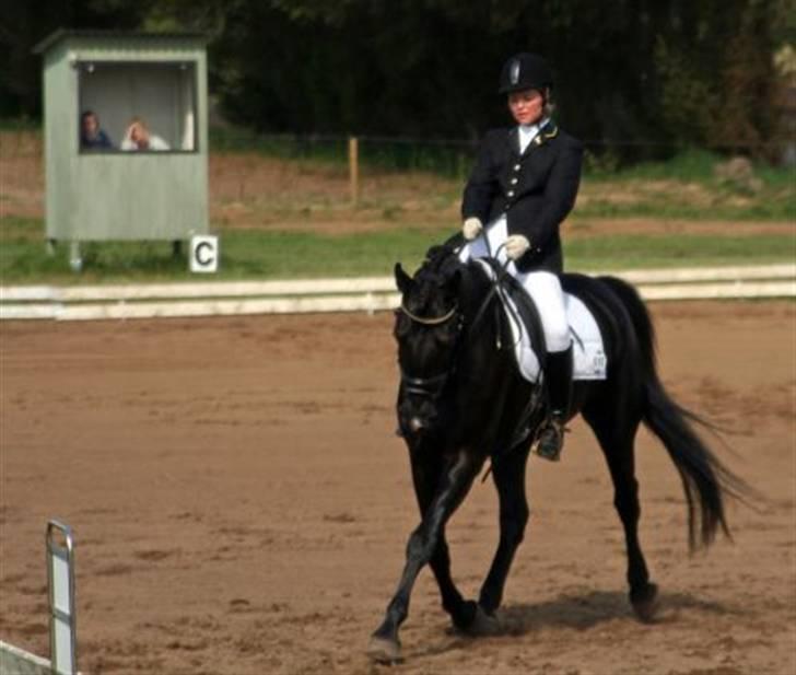 Anden særlig race Viva Vilma - Første dressurstævne billede 10