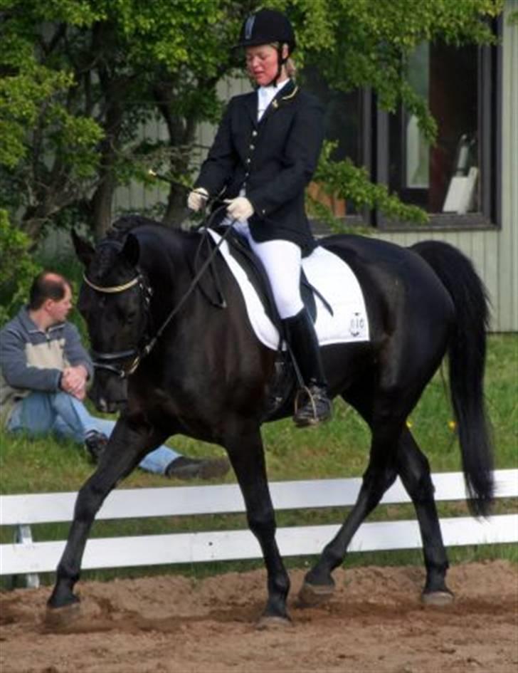 Anden særlig race Viva Vilma - Første dressurstævne billede 11