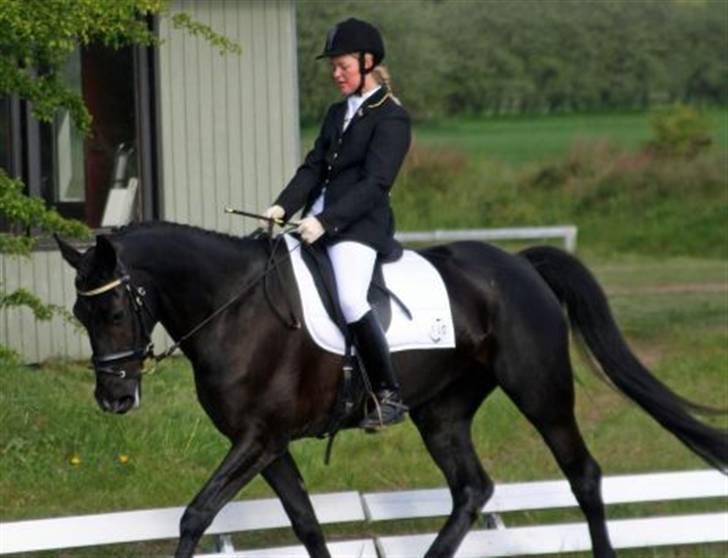 Anden særlig race Viva Vilma - Første dressurstævne billede 12