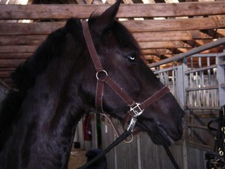 Anden særlig race Viva Vilma billede 15