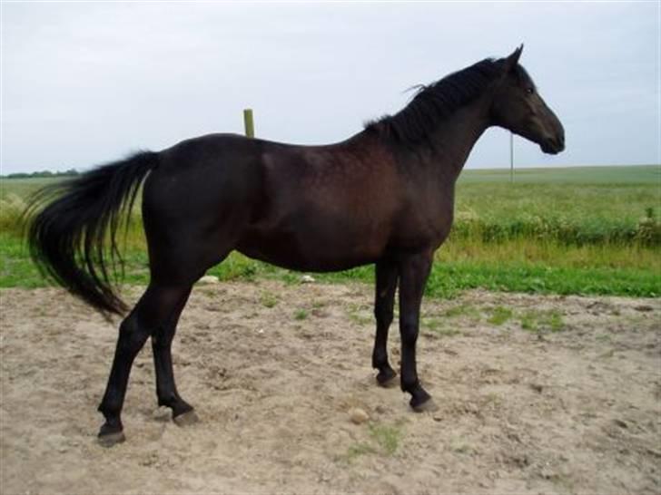 Anden særlig race Viva Vilma - 4 år billede 16