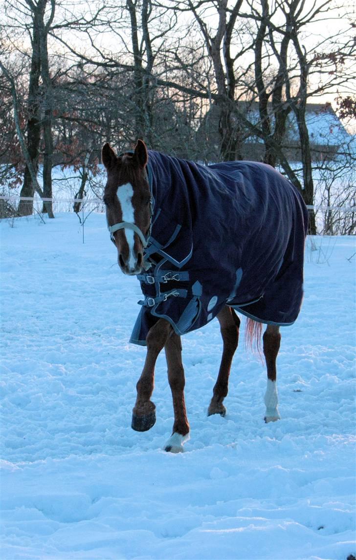 Welsh Partbred (Sec F) Woldstreeks Quentin - Februar 2010 billede 13