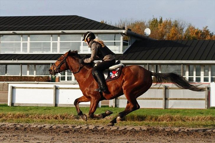 Anden særlig race Bakkely's Rosa - Prøve galopløb :D Foto:far billede 17