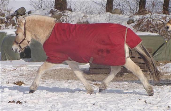 Fjordhest Brødsgaards Leander  - Leander traver flot i sneen. Hos ejer Pia feb. 2010 billede 14