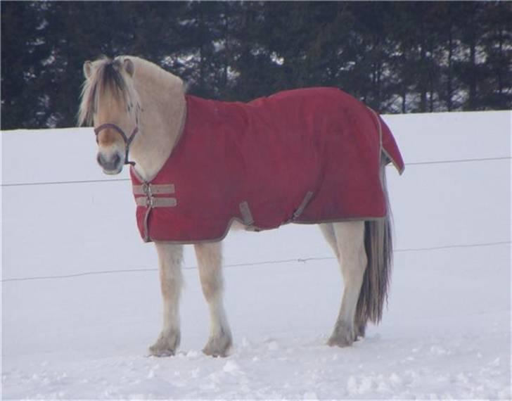 Fjordhest Brødsgaards Leander  - Skøn fjordhest der er ingen tvivl:-) (hos ejer pia feb. 2010) billede 15