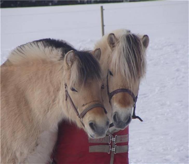 Fjordhest Brødsgaards Leander  - Leander og dusty. (hos ejer Pia feb. 2010) billede 16
