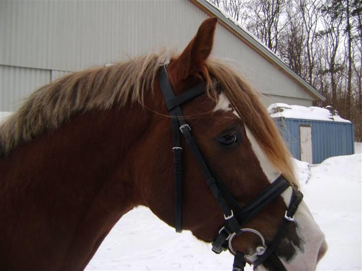 Welsh Cob (sec D) Khesjans Kandi Man billede 13