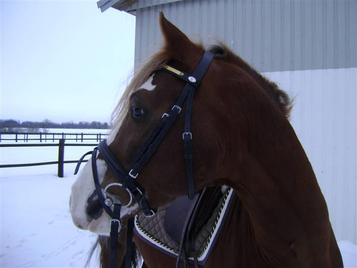 Welsh Cob (sec D) Khesjans Kandi Man billede 14