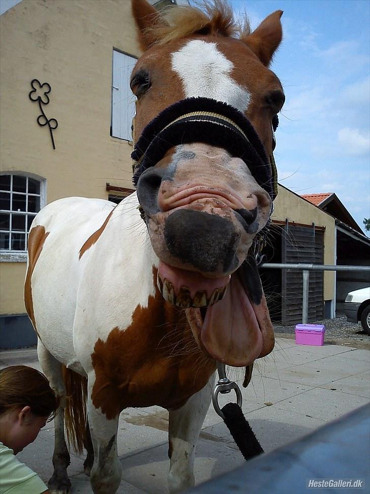 Pinto Beauty 'stjerneponyen!'  - 1* hej og velkommen til Beautys profil :D gaaaaab, prøver at slippe for at komme ud at ride :P <3~foto: Jannie~ billede 1