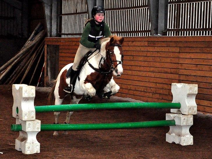 Pinto Beauty 'stjerneponyen!'  - 3* springtræning februar 2011, på vej ind i en kombination :D  hun var så dygtig!!~foto: Nadja Larsen~ billede 7