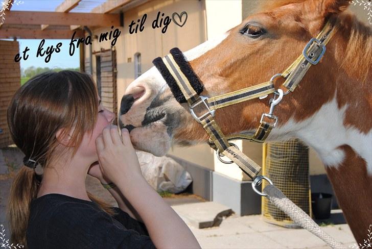 Pinto Beauty 'stjerneponyen!'  - 8* et kys fra mig til dig <3 ~foto: Amalie~ billede 4