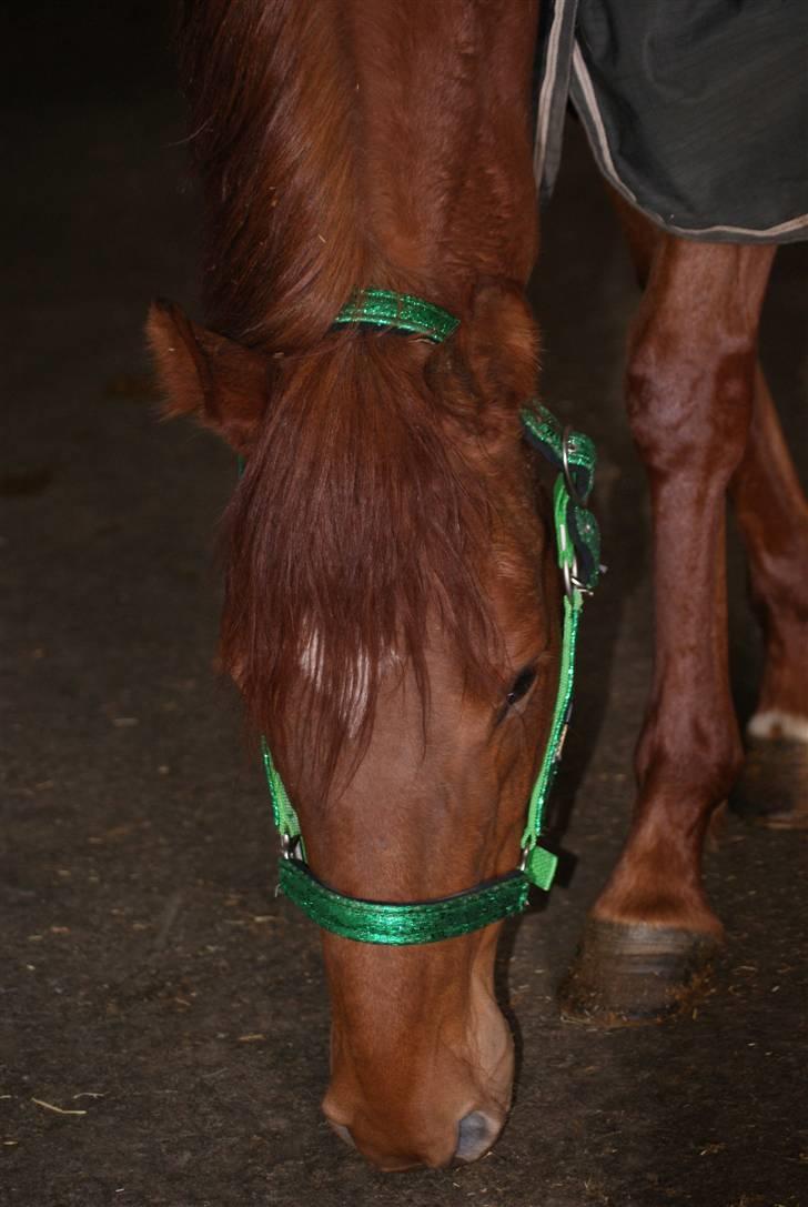 Fuldblod (XX) Ruder Dame (dullen) - man er vel nysgerrig :´) billede 16