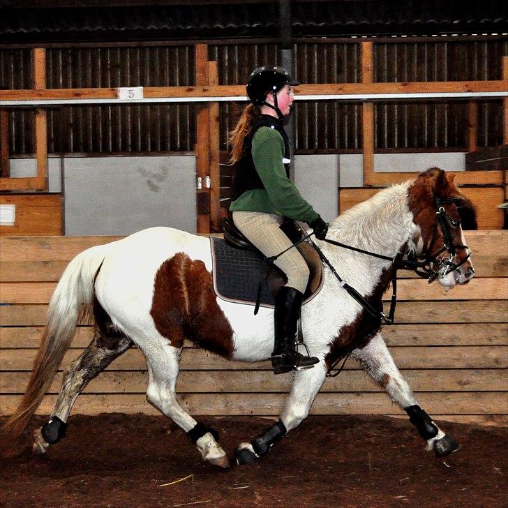 Pinto Beauty 'stjerneponyen!'  - 10* min vildhest<3 ~foto: Nadja Larsen~ billede 6