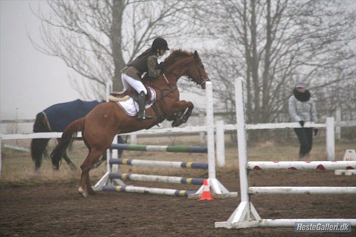 Fuldblod (XX) Ruder Dame (dullen) - sikke nogle forben(: - foto christinna billede 18