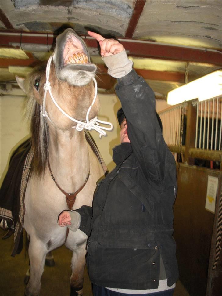 Fjordhest Tot billede 18