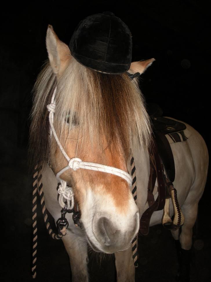 Fjordhest Tot billede 19