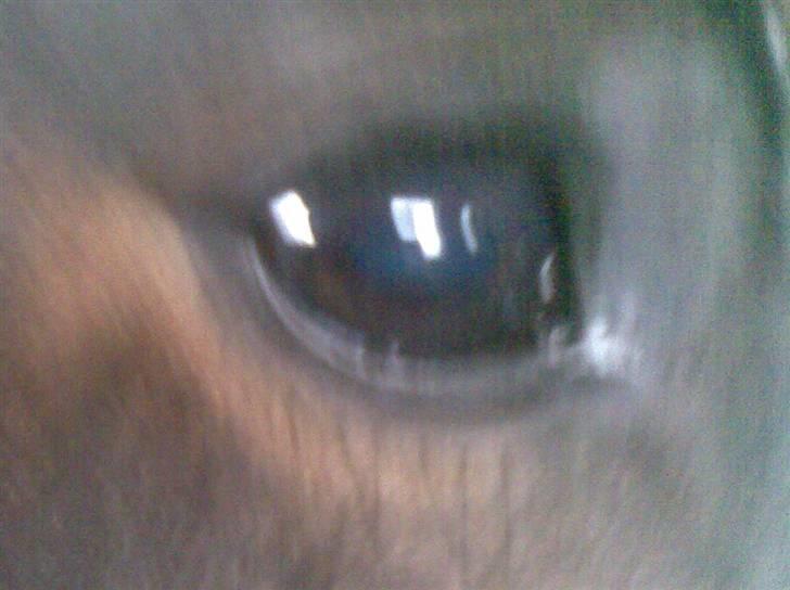 Koldblodstraver domiq billede 2