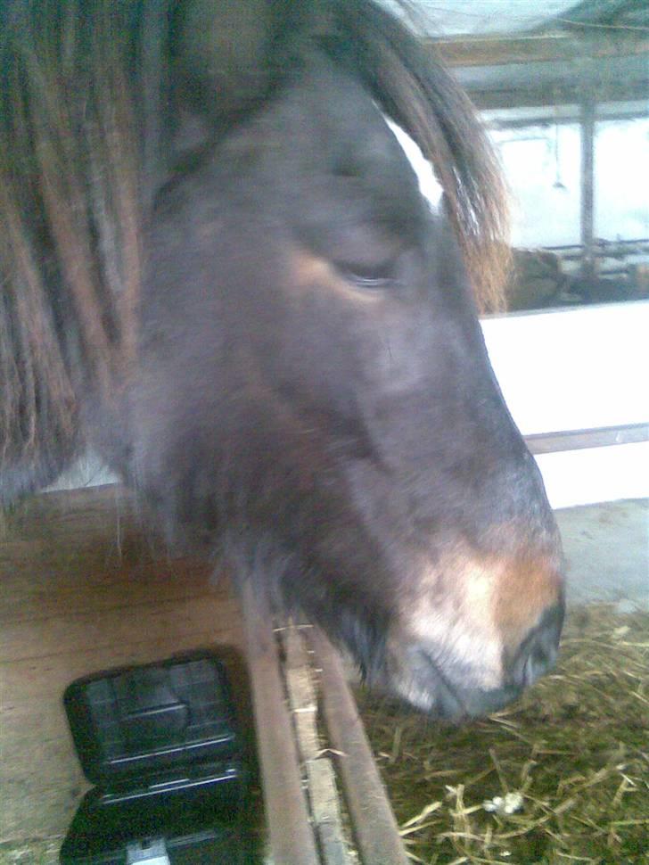 Koldblodstraver domiq billede 3