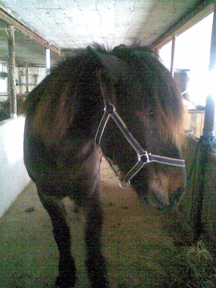 Koldblodstraver domiq billede 4