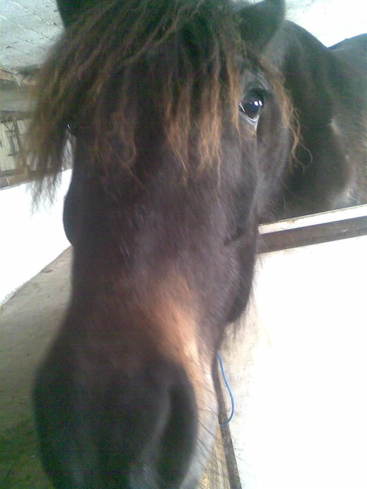 Koldblodstraver domiq billede 5