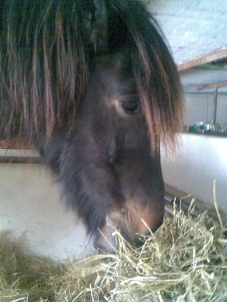 Koldblodstraver domiq billede 6