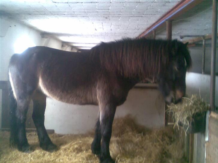 Koldblodstraver domiq billede 7