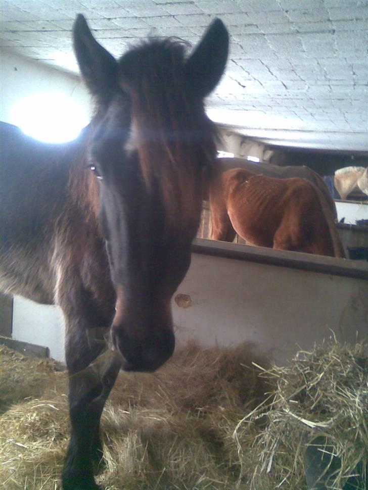 Koldblodstraver domiq billede 8