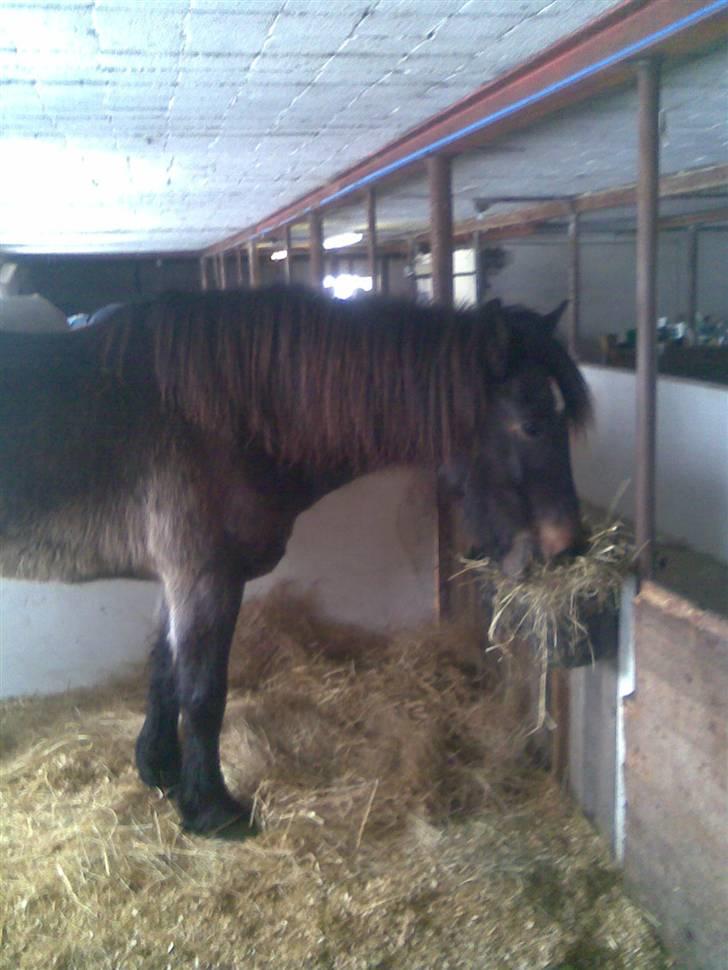 Koldblodstraver domiq billede 9