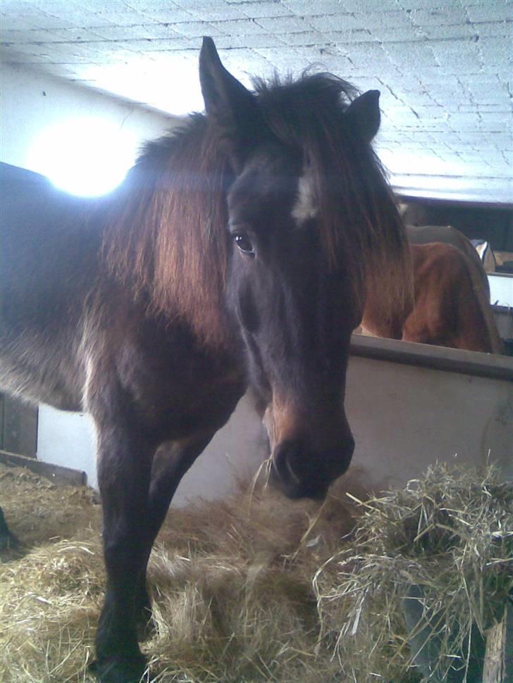 Koldblodstraver domiq billede 10