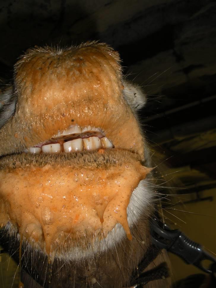 Fjordhest Tot billede 20