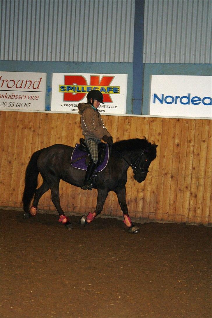 Anden særlig race Tornado SOLGT - Dressur-træning FOTO: Mille Godby billede 16