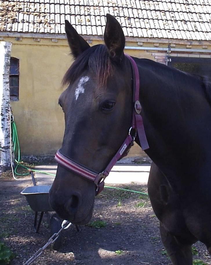 Anden særlig race Elin Starfish / Mille - Lettere strigling. billede 15