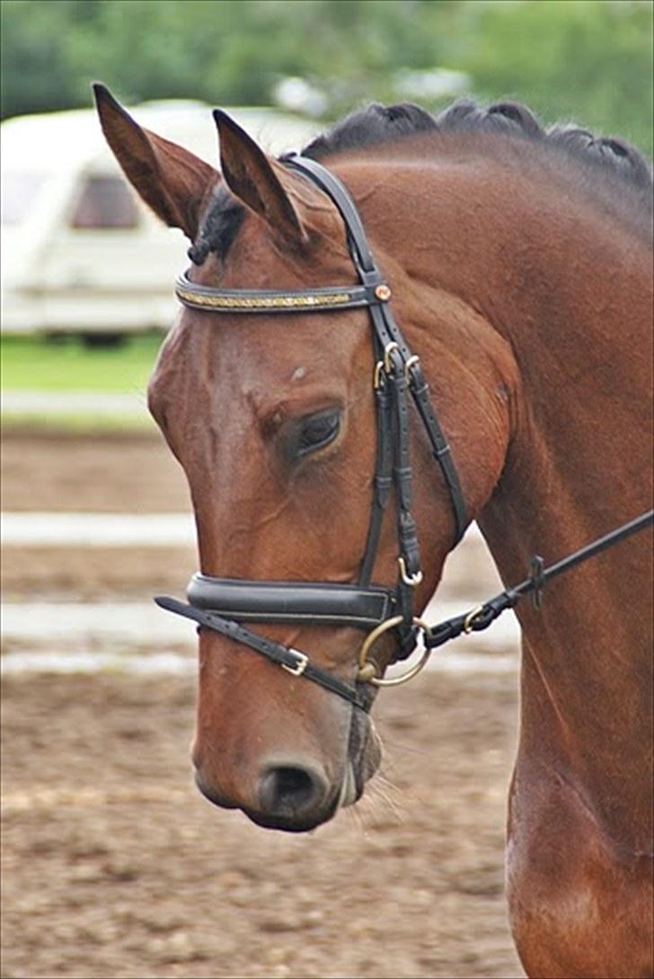 Oldenborg Fleur (Olga) - chamionat med Olle, med hendes fødselsdags gave :D :D billede 1