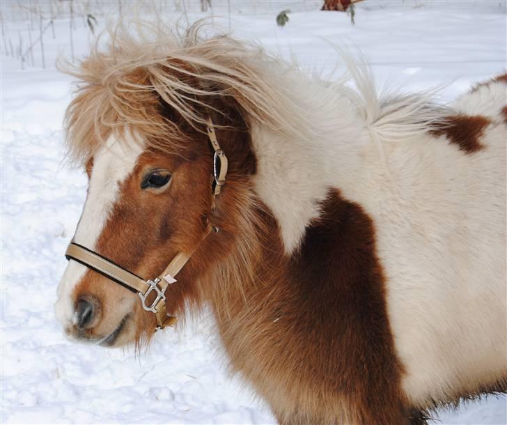 Shetlænder Prinsesse af Kragelund - Er jeg ikke smuk? :-) billede 2