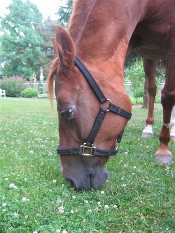 Sportsaraber (A) Felicia!<3 tildhest r.i.p - Velkommen til Smukke Fylle´s profil! <33 billede 1