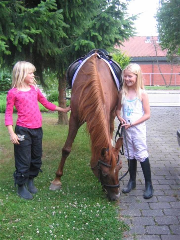Sportsaraber (A) Felicia!<3 tildhest r.i.p - Her står Fylle midt ude i min venindes indkørelse! :D <3 billede 2