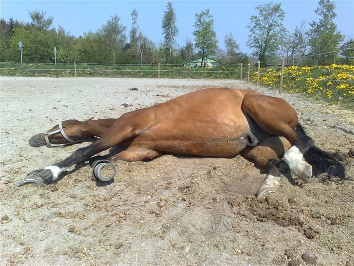 Dansk Varmblod Erram Lau - Min hest er væltet :-) billede 2