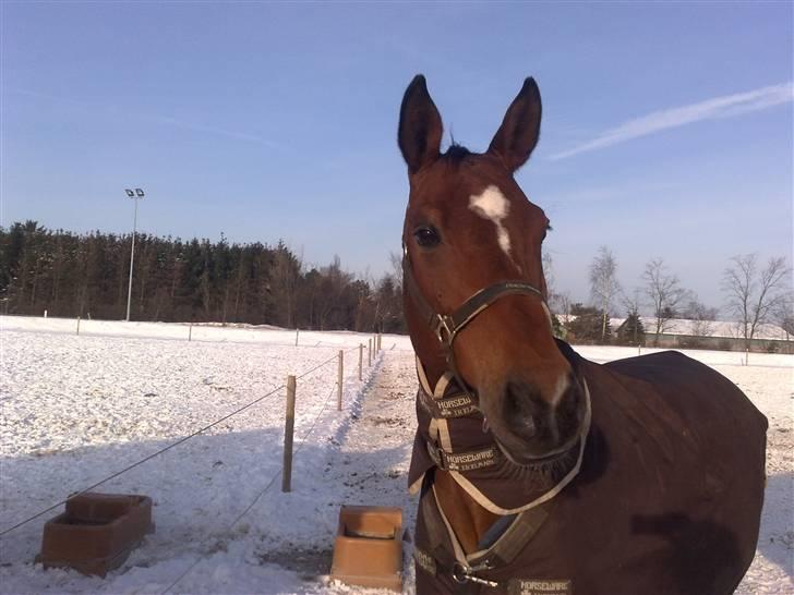 Dansk Varmblod Erram Lau - Smuksakken i sne... jeg vil ind brrrr. billede 8